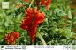 Preview: Tecomaria capensis Pflanzen