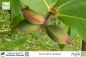 Preview: Terminalia catappa Pflanzen