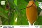 Preview: Theobroma cacao Pflanzen