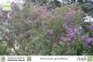 Preview: Tibouchina grandiflora