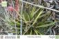 Preview: Tillandsia latifolia