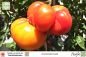 Preview: Tomate Ananastomate