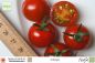 Preview: Tomate Ciliegia