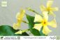 Preview: Trachelospermum asiaticum Pflanzen