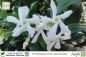 Preview: Trachelospermum jasminoides Pflanzen