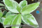 Preview: Buntlaubiger Sternjasmin, panaschiert, Trachelospermum jasminoides variegata, Pflanze