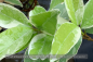Preview: Buntlaubiger Sternjasmin, panaschiert, Trachelospermum jasminoides variegata, Pflanze