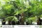 Preview: Trachycarpus fortunei Pflanzen
