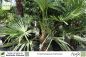 Preview: Trachycarpus fortunei Pflanzen