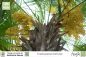 Preview: Trachycarpus fortunei