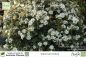 Preview: Viburnum tinus Pflanzen