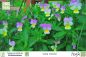 Preview: Viola tricolor