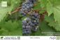 Preview: Vitis vinifera Pflanzen