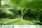 Preview: Washingtonia robusta Pflanzen