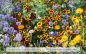 Preview: Amerikanische Landblumen · Wildblumen Mischung