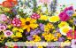 Preview: Beetromantik · Wildblumen Mischung