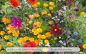 Preview: Bunte Bienenwiese · Wildblumen-Samen-Mischung