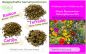 Preview: Bunte Bienenwiese · Wildblumen-Samen-Mischung