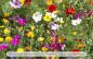 Preview: Verano · Wildblumen Mischung