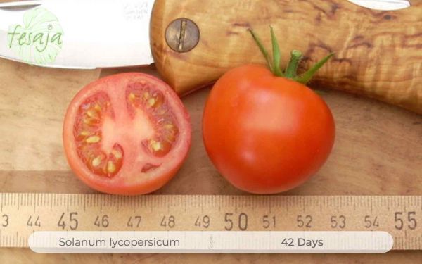 Tomate 42 Days