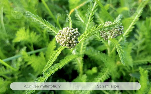 Echte Schafgarbe, Achillea millefolium QR