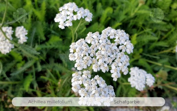 Echte Schafgarbe, Achillea millefolium QR