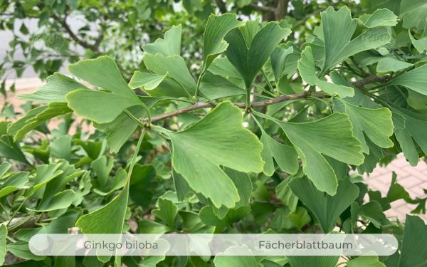 Fächerblattbaum, Ginkgo biloba