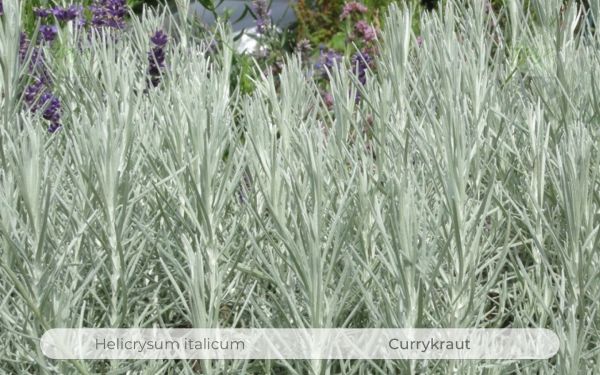 Currykraut, Helichrysum italicum