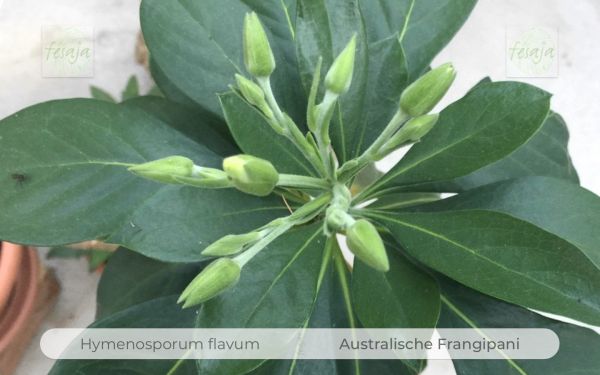 Hymenosporum flavum Pflanze