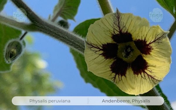 Andenbeere, Physalis peruviana