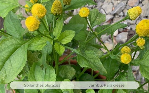 Jambu, Parakresse, Spilanthes oleracea QR