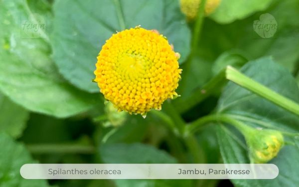 Jambu, Parakresse, Spilanthes oleracea QR