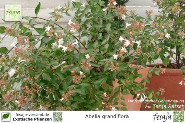 Abelia grandiflora Pflanzen