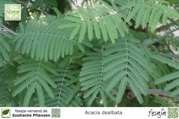 Acacia dealbata Pflanzen