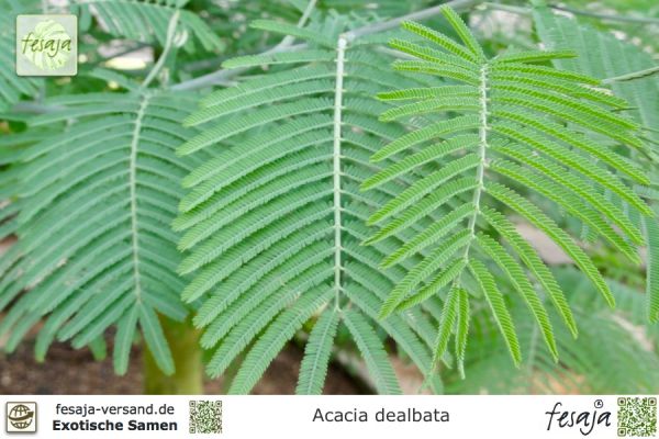 Acacia dealbata