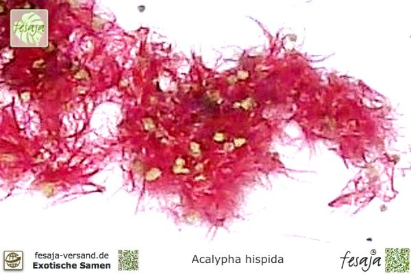 Acalypha hispida Samen