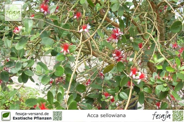 Acca sellowiana Pflanzen