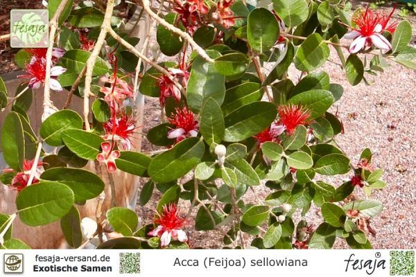 Acca (Feijoa) sellowiana