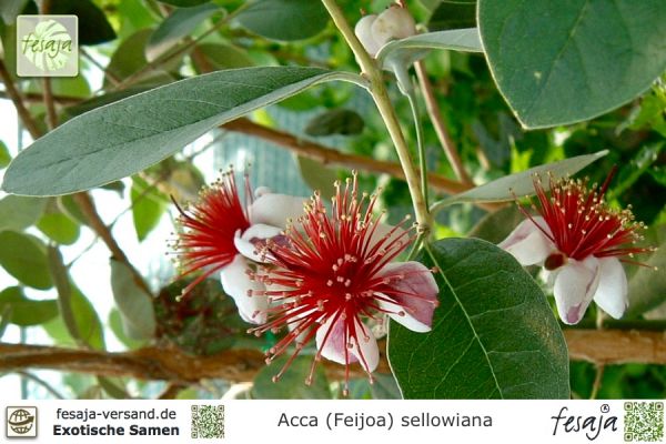 Acca (Feijoa) sellowiana