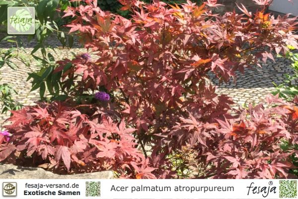 Acer palmatum atropurpureum