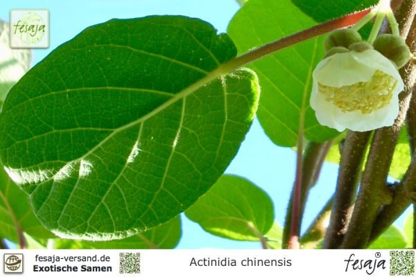 Actinidia chinensis
