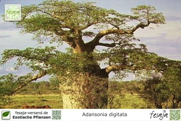 Adansonia digitata Pflanzen