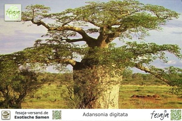 Adansonia digitata