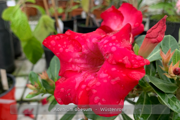 Adenium obesum Pflanze rot blühend