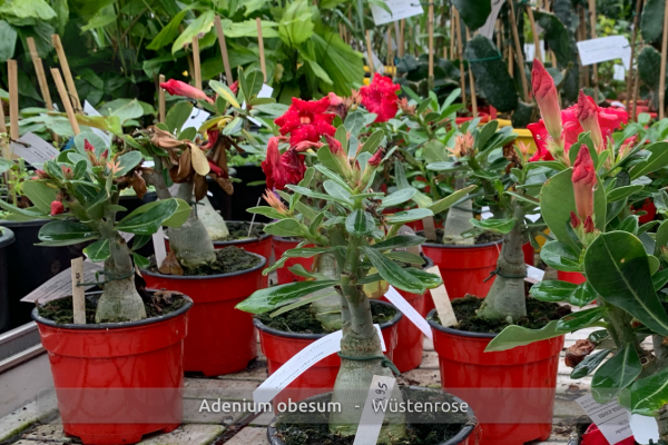 Adenium obesum Pflanzen rotblühend