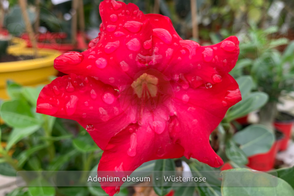 Adenium obesum Pflanze rot blühend