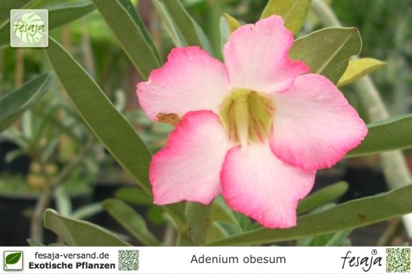 Adenium obesum Pflanze rosa blühend