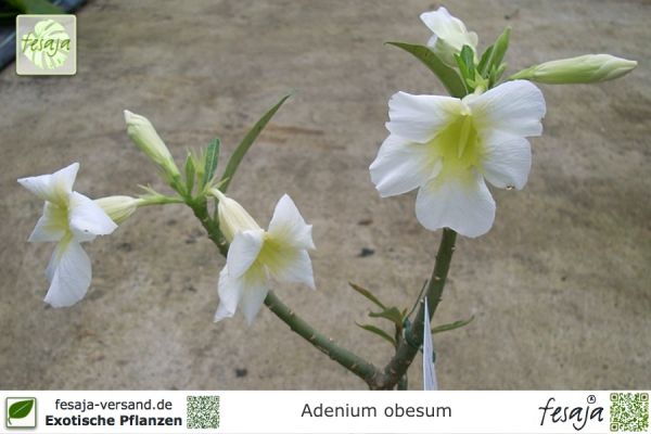 Adenium obesum Pflanze weiß blühend