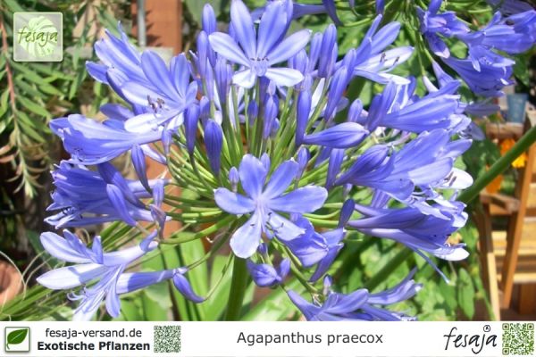 Agapanthus praecox blau Pflanzen