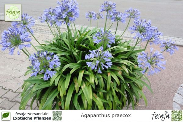 Agapanthus praecox blau Pflanzen